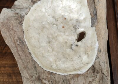 A large white oyster shell resting on a piece of wood.