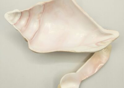 A large, pale pink conch shell with a glossy surface.