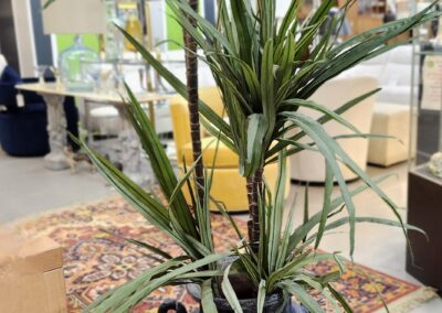 A potted plant with long green leaves in a modern indoor space.