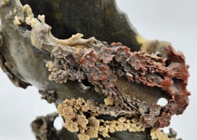 Intricate seashell sculpture with floral details.
