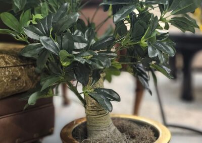 Potted plant in decorative golden pot.