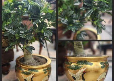 Potted plant in decorative gold pot.
