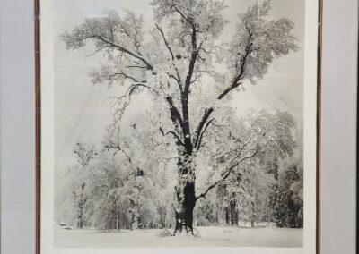 Black and white tree photograph by Ansel Adams.